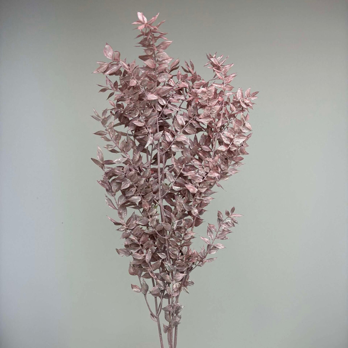 Ruscus / unité