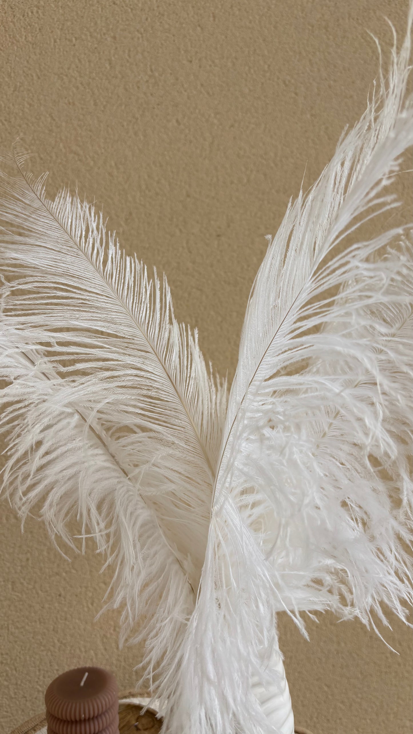 Plume d'autruche / unité