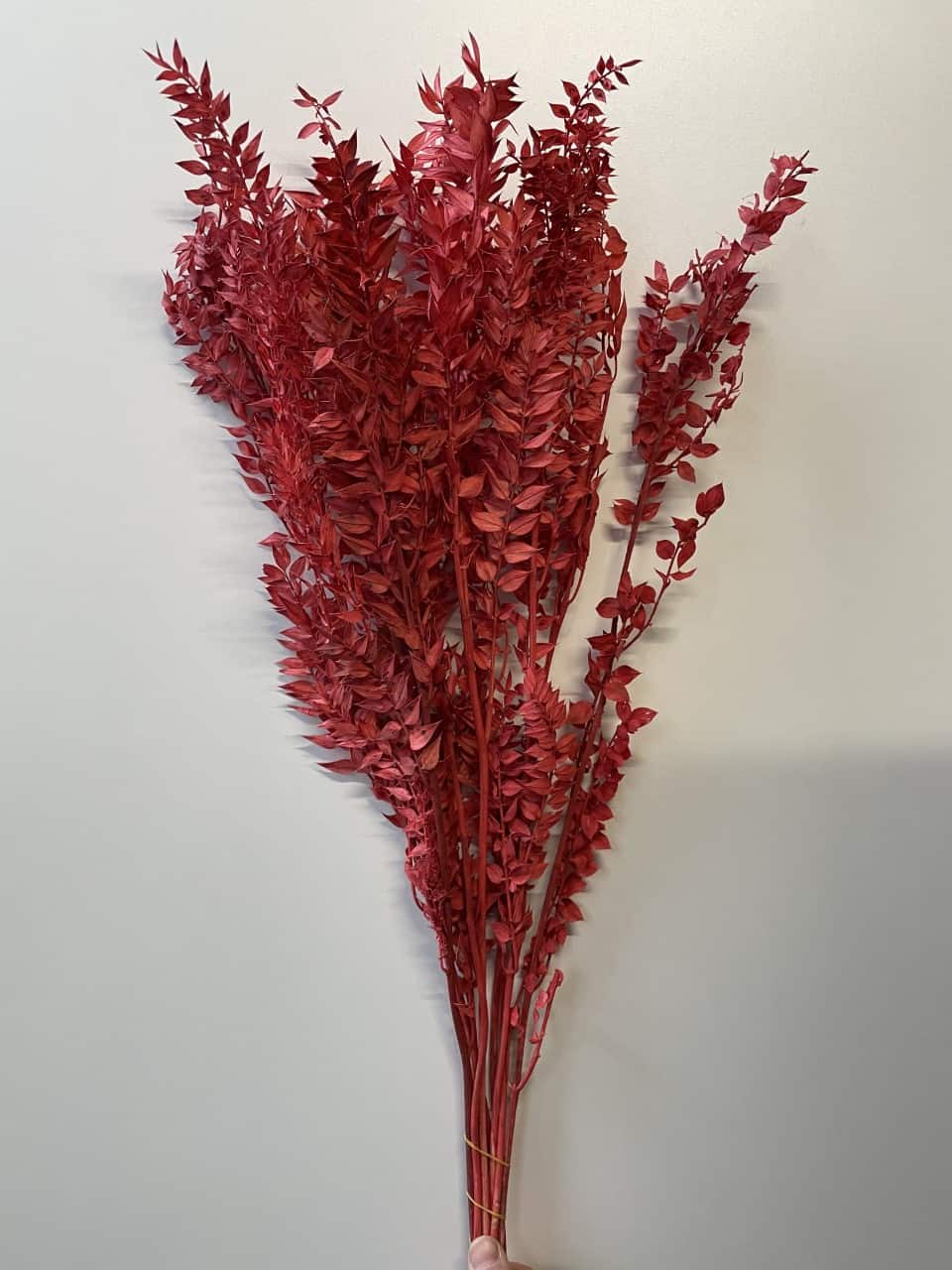 Ruscus / unité