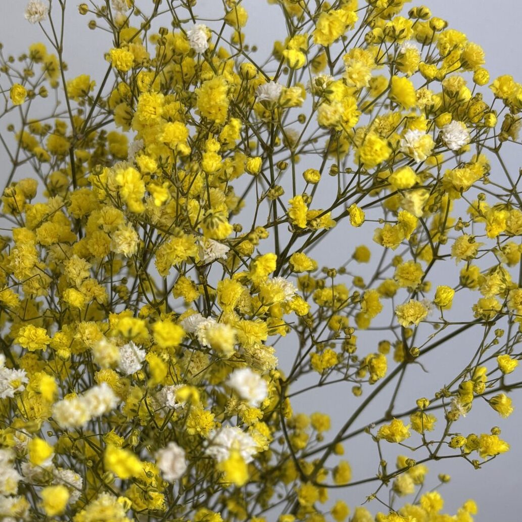 Gypsophile / unité