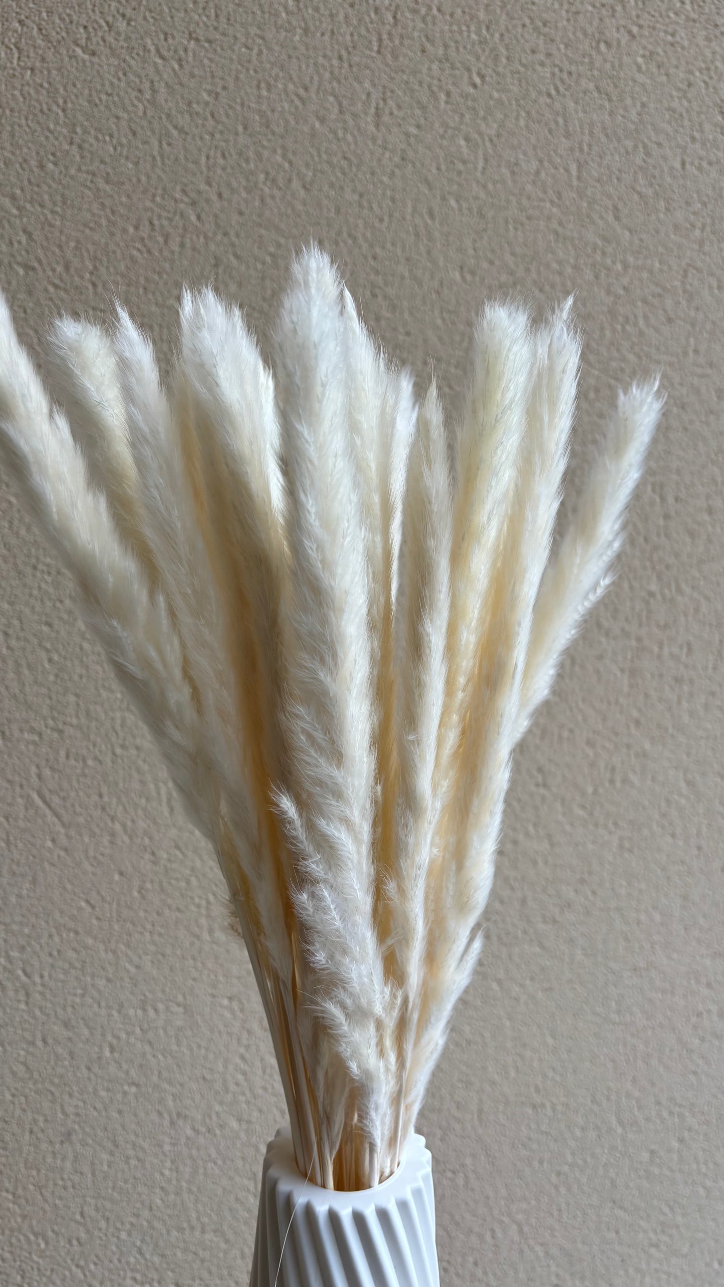 Bouquet pampas / 20