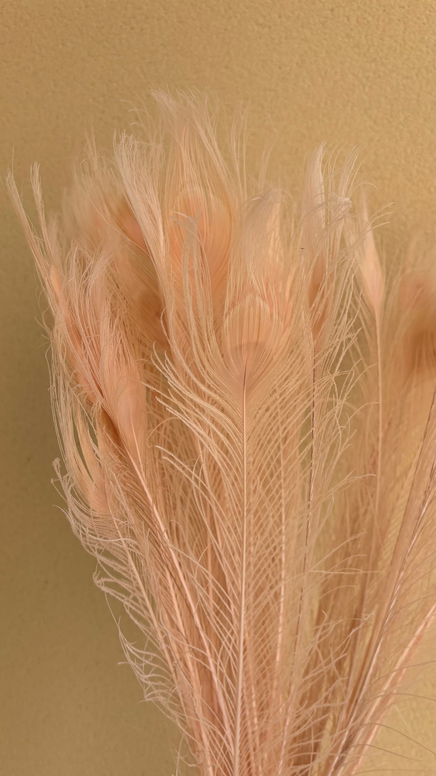 Plumes de paon / unité